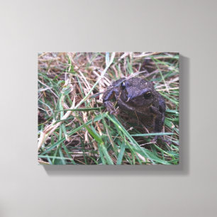 Kleine kikker canvas afdruk