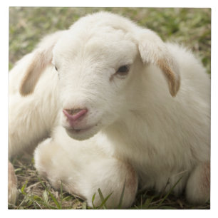 Kleine kind stuiten tegeltje