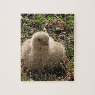 kleine kip , boerderij legpuzzel
