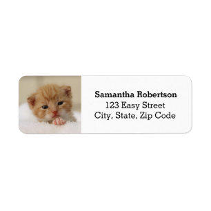 Kleine kitten adresetiketten etiket