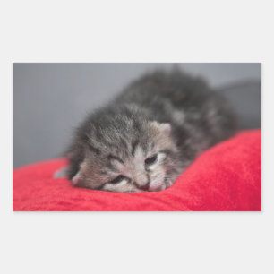 Kleine kitten rechthoekige sticker