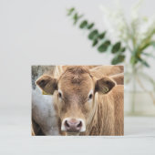 KLEINE KOE BRIEFKAART (Staand voorkant)