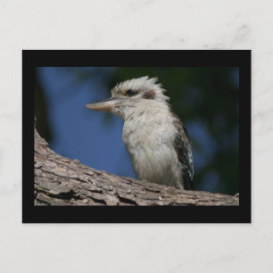 Kleine kookaburra briefkaart