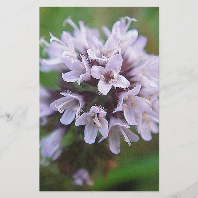 Kleine lila Blüten (Voorkant)