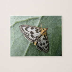 Kleine Magpie Moth Puzzle Legpuzzel