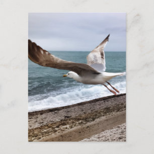 Kleine mantelmeeuw Etretat Frankrijk Briefkaart
