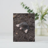 Kleine mol briefkaart (Staand voorkant)