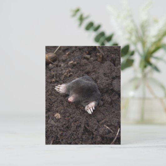 Kleine mol briefkaart (Staand voorkant)