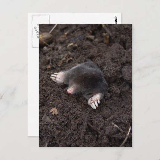 Kleine mol briefkaart (Voorkant / Achterkant)