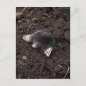 Kleine mol briefkaart (Voorkant)