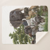 Kleine Munsterlander Sherpa Deken (Voorkant (horizontaal))