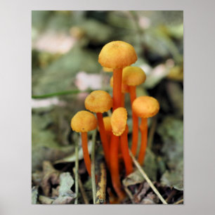 Kleine Oranje paddenstoelen Natuur Poster