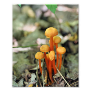Kleine Oranje wilde paddenstoelen 8x10 Natuur Foto Afdruk