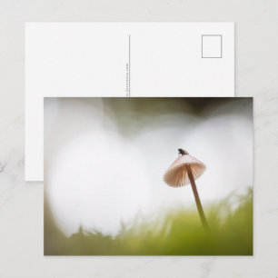 Kleine paddenstoel Natuur Foto Briefkaart