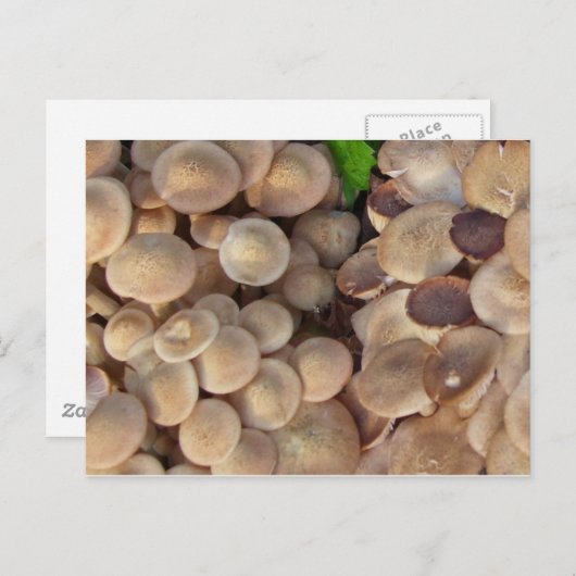 Kleine paddenstoelen briefkaart (Voorkant / Achterkant)