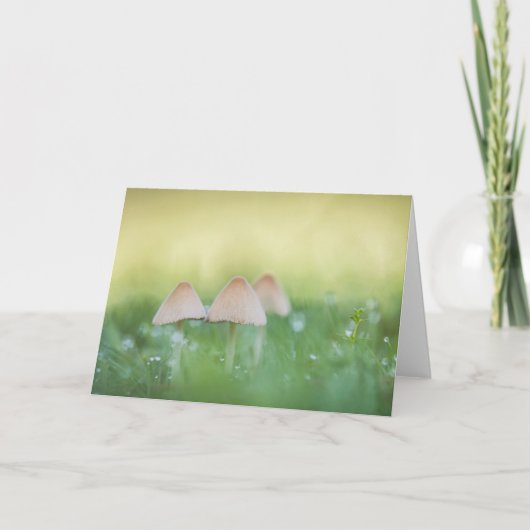 Kleine paddestoelen natuurfoto kaart (Voorkant)