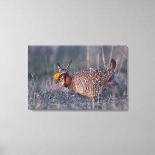 Kleine Prairiehoen, Tympanuchus Canvas Afdruk