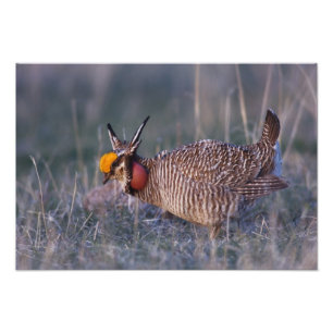Kleine Prairiehoen, Tympanuchus Foto Afdruk