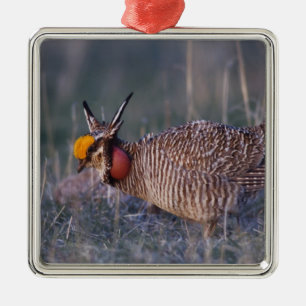 Kleine Prairiehoen, Tympanuchus Metalen Ornament