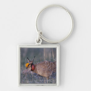 Kleine Prairiehoen, Tympanuchus Sleutelhanger