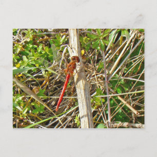 Kleine rode dragonfly in november briefkaart
