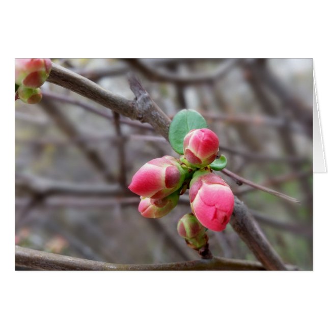 kleine rode knoppen (Voorkant Horizontaal)