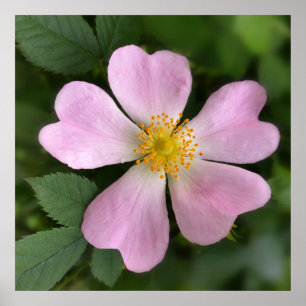 kleine roze bloem poster