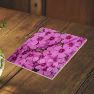 Kleine Roze Oxalis Bloemen Bloemstuk Tegeltje