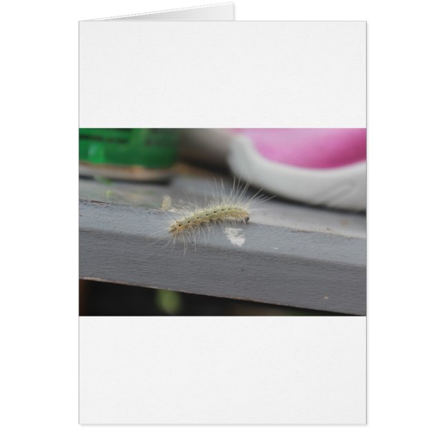 Kleine rups (Voorkant)