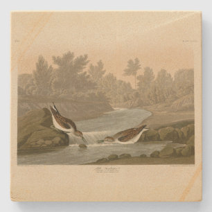Kleine Sandpiper uit Audubon's Birds of America Stenen Onderzetter