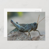 Kleine Sandy Grasshopper Briefkaart (Voorkant / Achterkant)