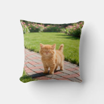 Kleine schattige oranje kat