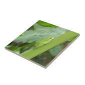 kleine slapgroene boomkikker tegeltje (Zijkant)