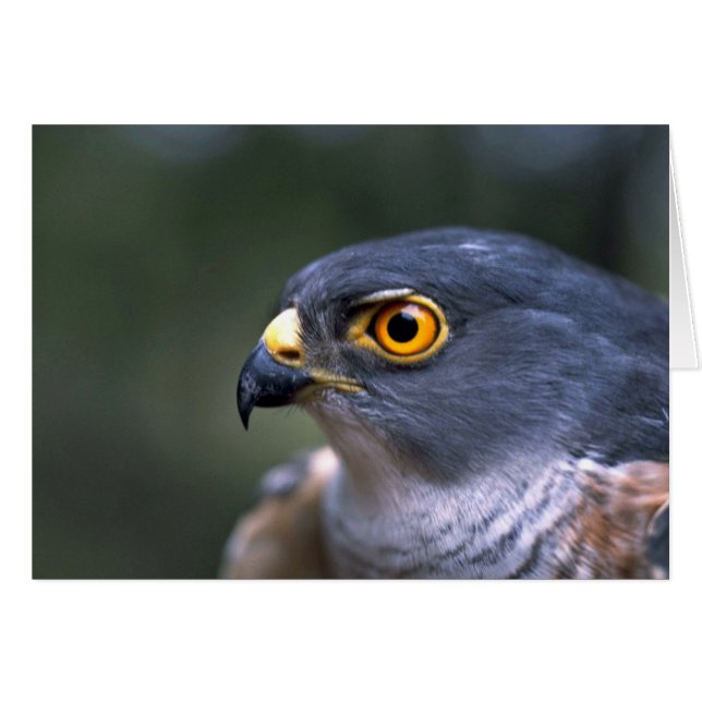 Kleine Sparrowhawk (Voorkant Horizontaal)