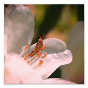 Kleine sprinkhaan op witte azalea bloem 8x8 foto afdruk