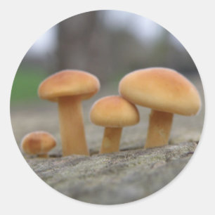 Kleine Toadstools Macro Stickers