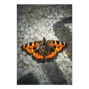 Kleine tortoiseshel Butterfly Foto Afdruk