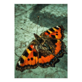 Kleine tortoiseshel Butterfly Foto Afdruk