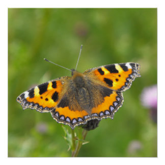 Kleine tortoiseshel Butterfly Perfect Poster
