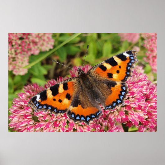 Kleine tortoiseshel Butterfly Poster (Voorkant)