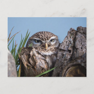 Kleine uil in boomstam briefkaart