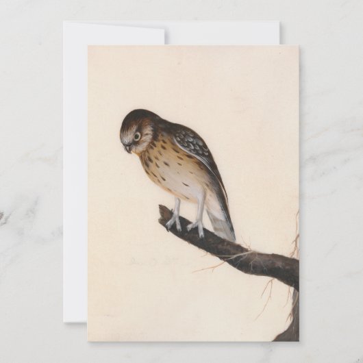 kleine uil | William Lewin (Voorkant)