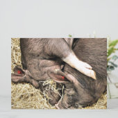 KLEINE VARKENS-uitnodiging (Staand voorkant)