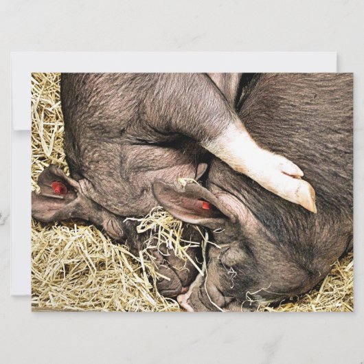 KLEINE VARKENS-uitnodiging (Voorkant)