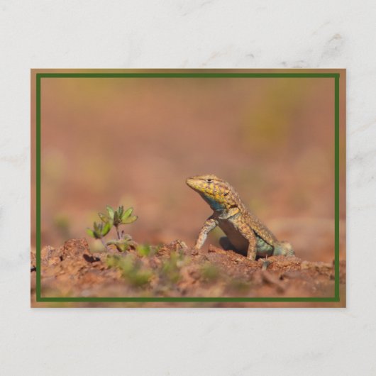 kleine vent briefkaart (Voorkant)