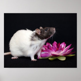 Kleine ventilator - Rat Poster