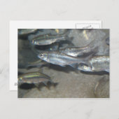 kleine vis briefkaart (Voorkant / Achterkant)