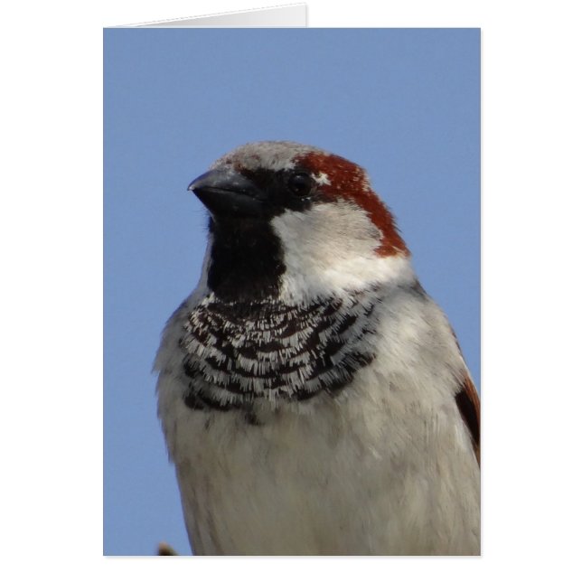 Kleine vogel (Voorkant)