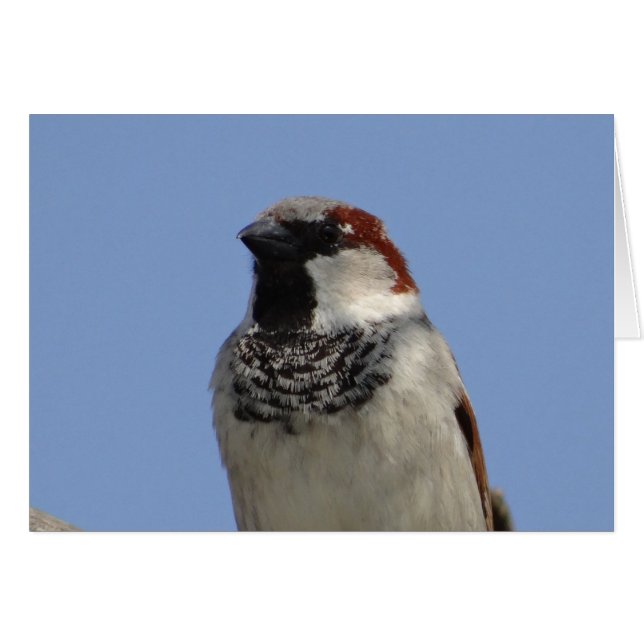 Kleine vogel (Voorkant Horizontaal)