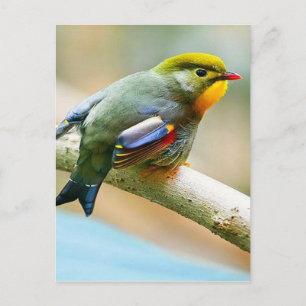  kleine vogel briefkaart